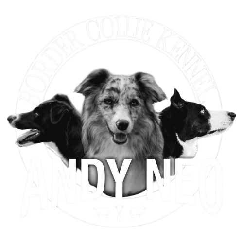 CHS Andy Neo